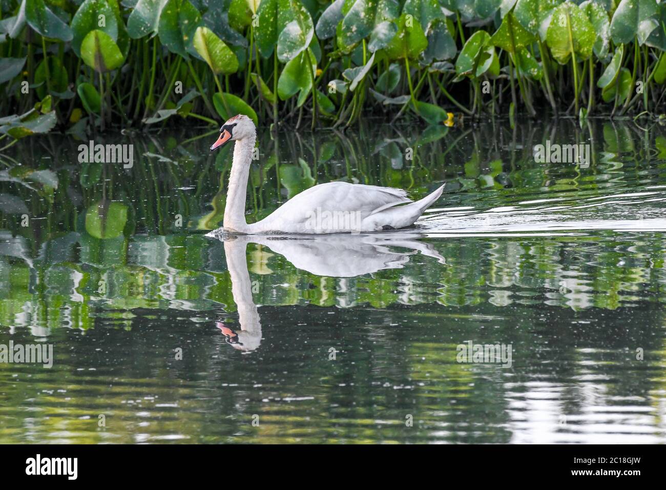 Cisne mudo en agua - Cygnus olor / Cygnus - un par de cisnes mudos en agua nadando en un pantano / estanque - Spatterdock - Nuphar advena Foto de stock
