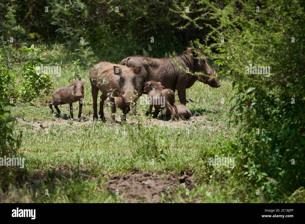 Facochoerus africanus familia de cerdos salvajes Suidae Foto de stock