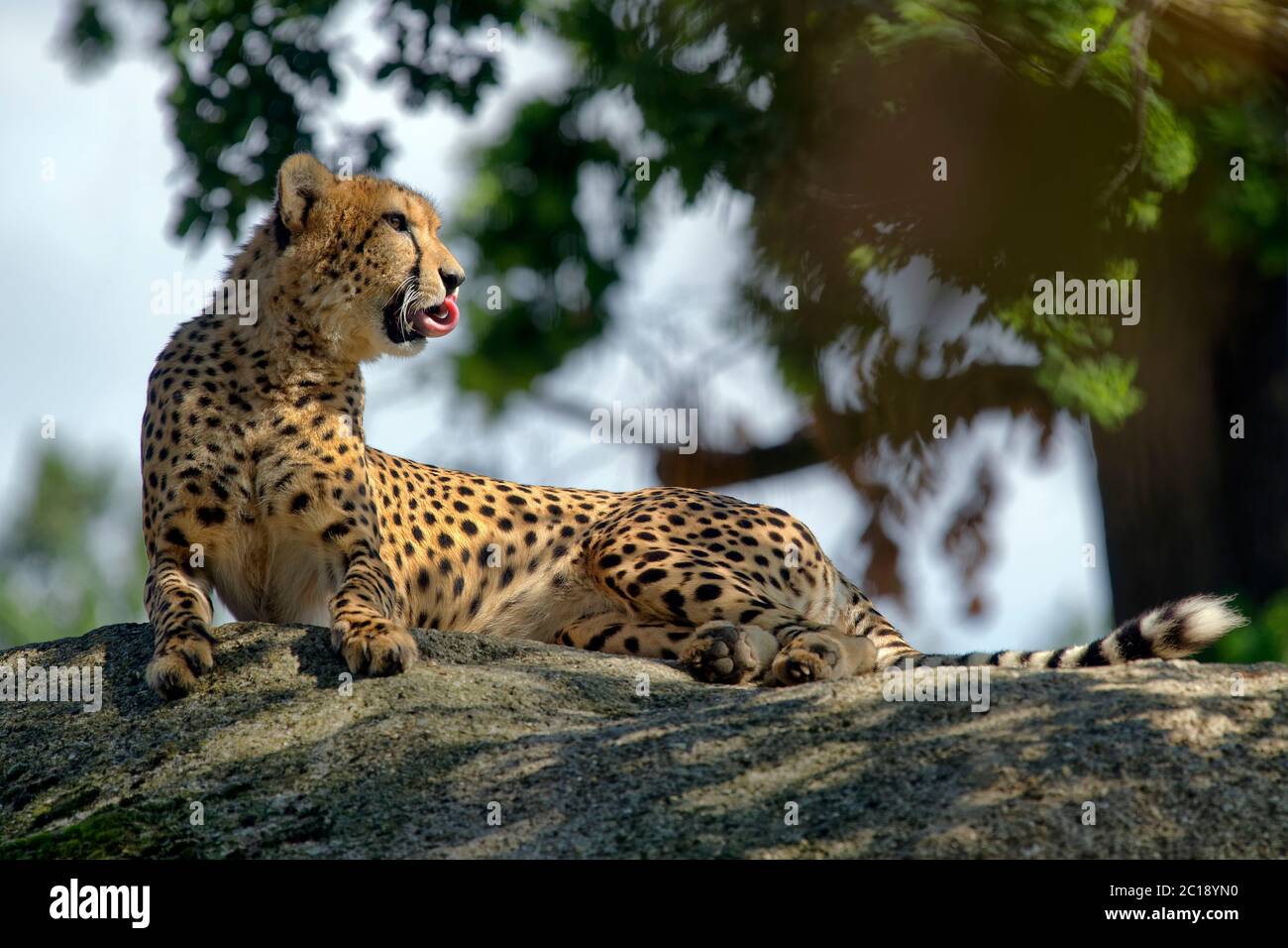 El guepardo (Acinonyx jubatus Foto de stock