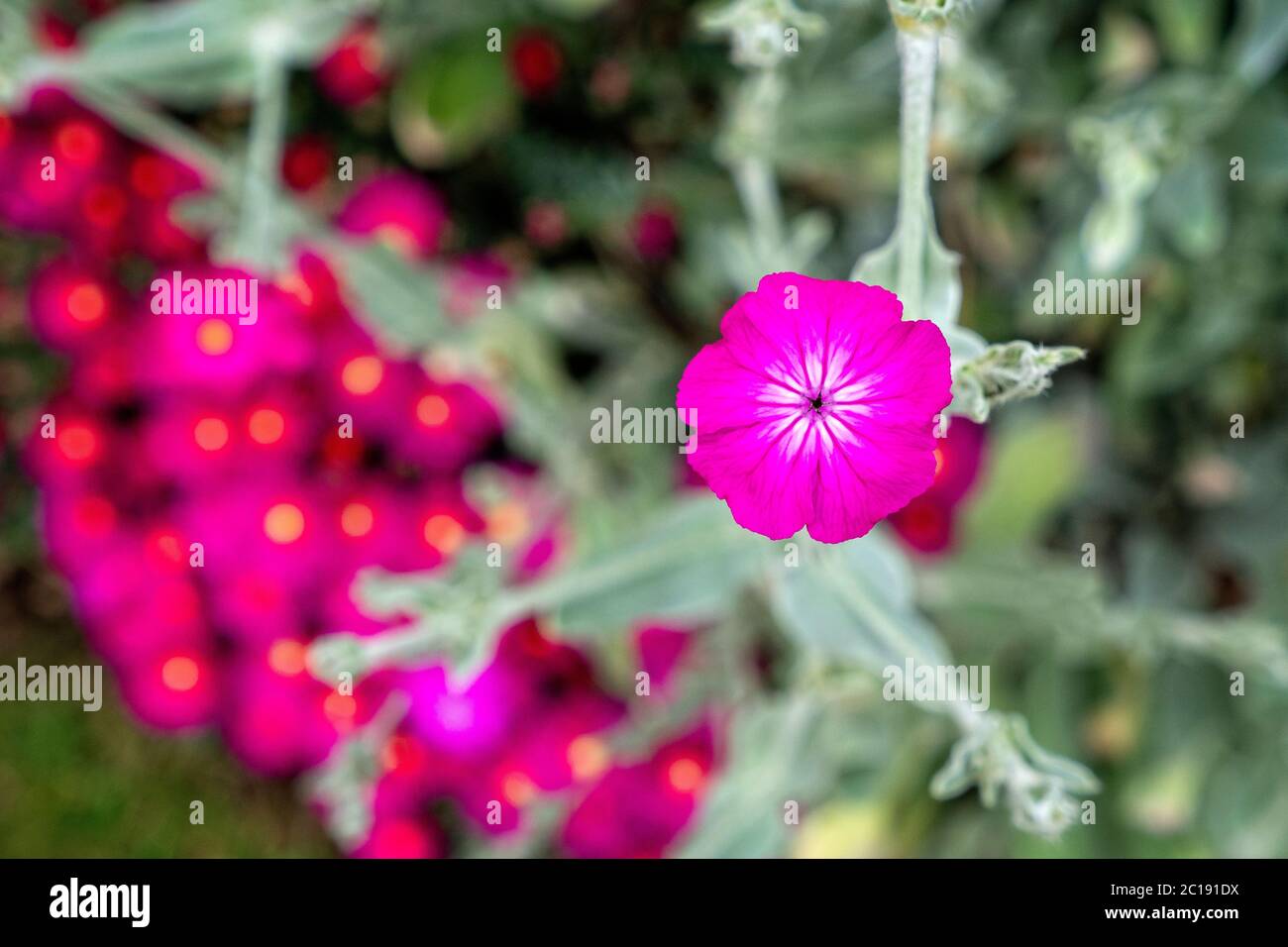 Flor rosa brillante de la Rosa Campion ( Lychni coronaria) Foto de stock