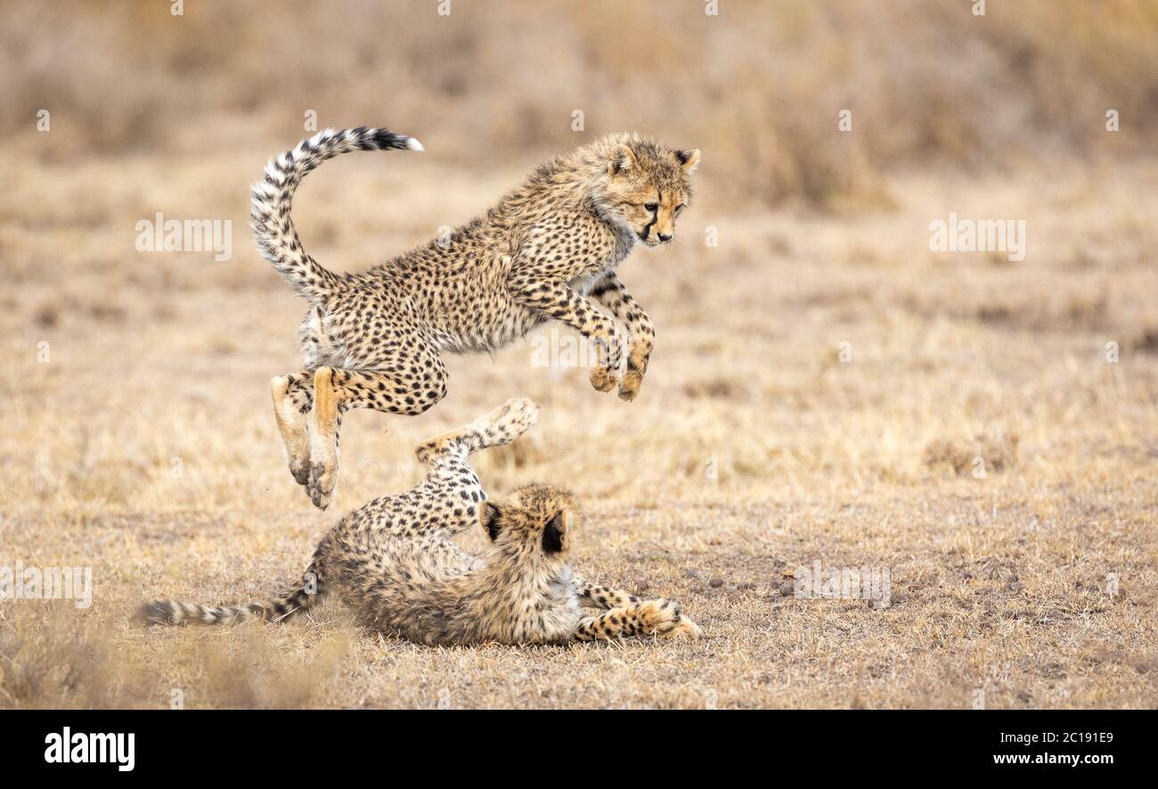 Dos jóvenes cachorros de Cheetah jugando en la zona de césped seco en Ndutu Tanzania Foto de stock