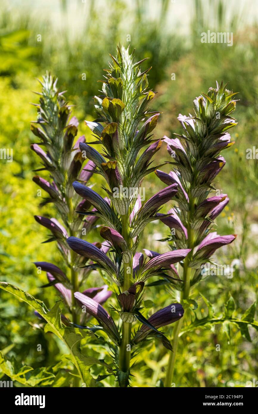 Acanthus spinosus, planta, flor Foto de stock