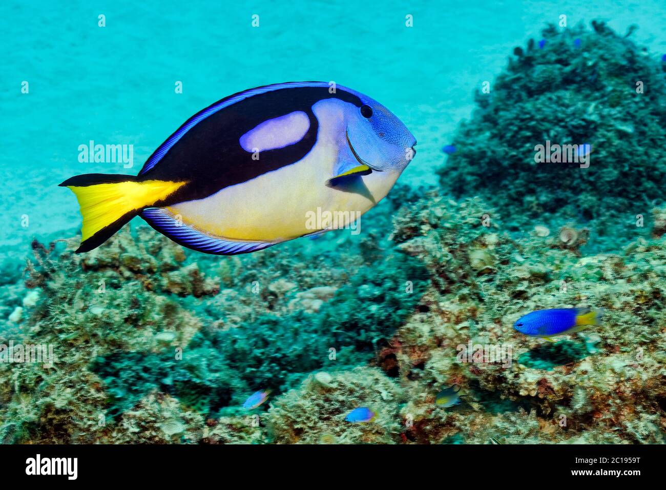 Paleta de peces surgeonfish - Paracanthurus hepatosus Foto de stock