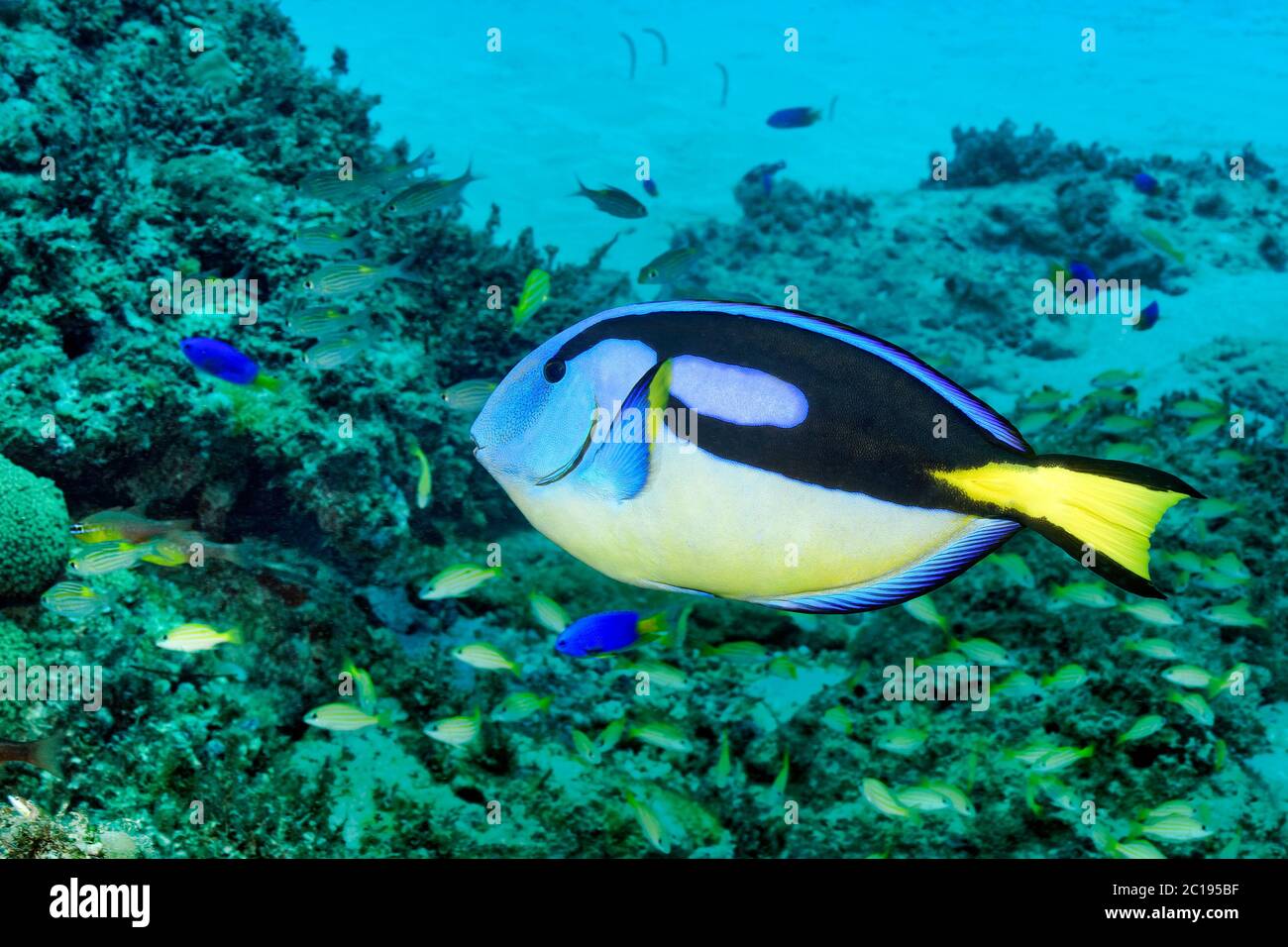 Paleta de peces surgeonfish - Paracanthurus hepatosus Foto de stock