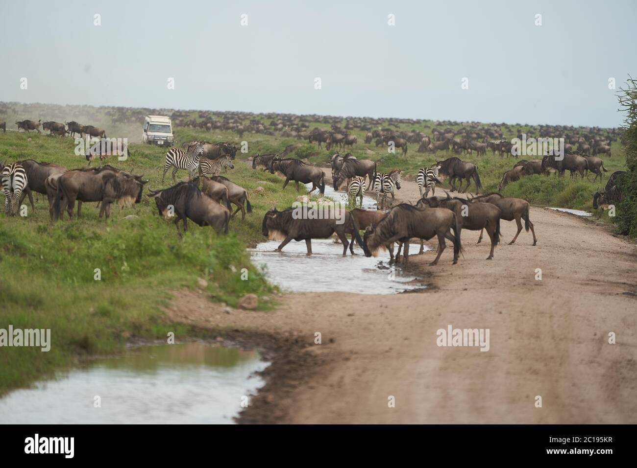 Gran migración Serengeti GNU Wildebeest Zebra Connochaetes taurinus Foto de stock