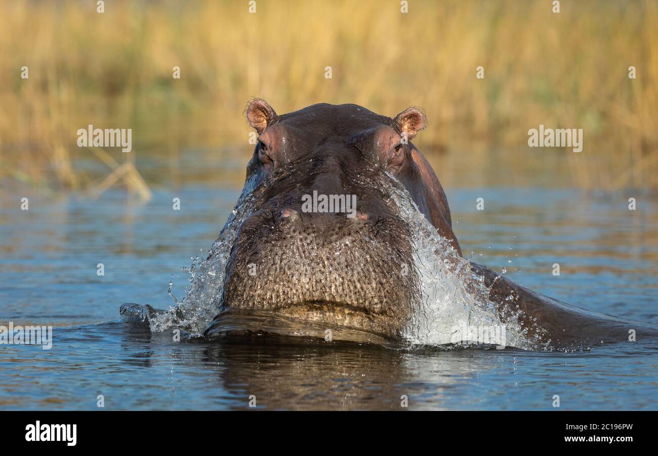 Retrato vertical de un hipopótamo con un primer plano en la cabeza en una cálida luz amarilla de la tarde en el río Chobe Botswana Foto de stock