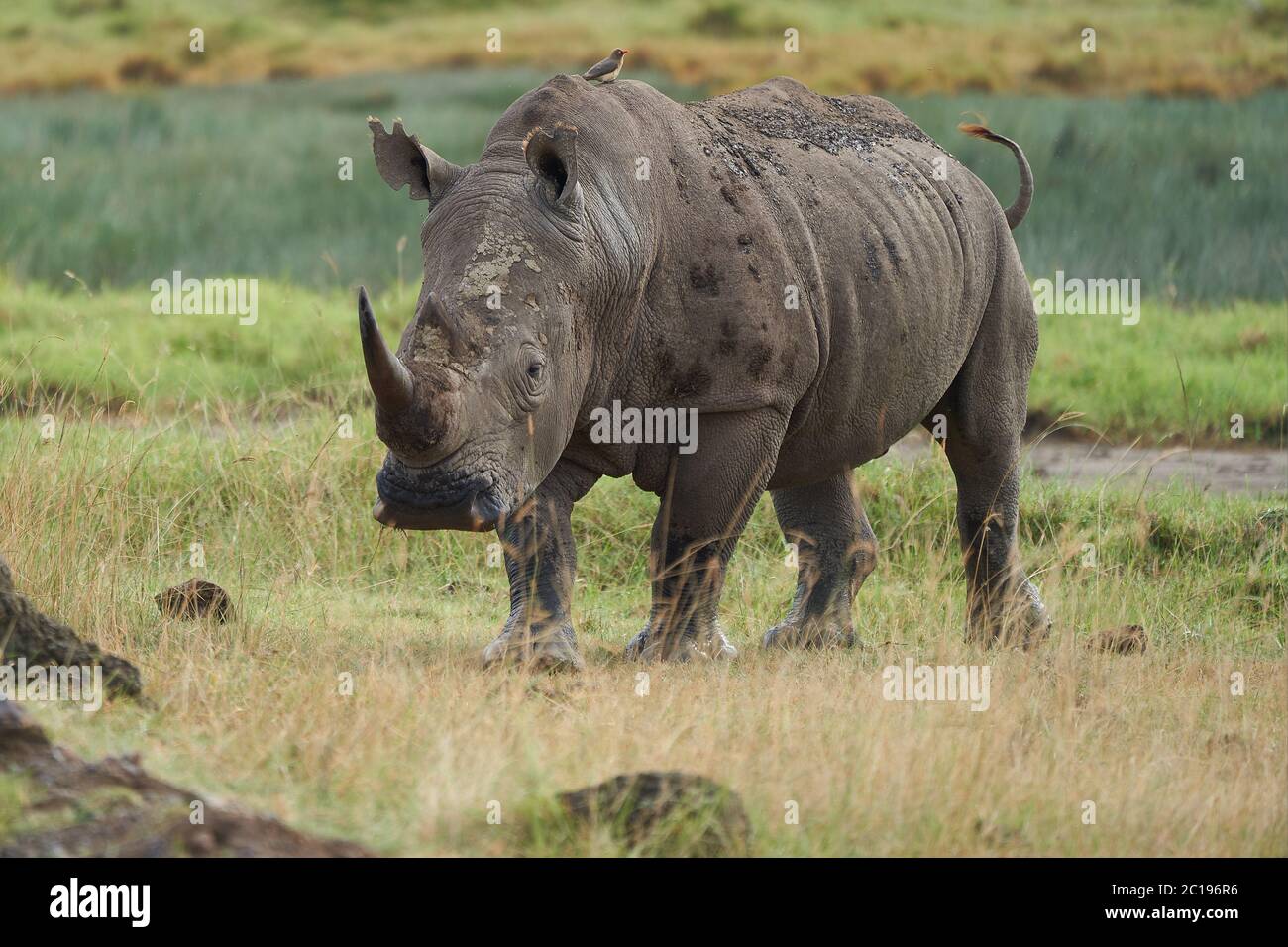 Rinoceronte pájaro fotografías e imágenes de alta resolución Alamy