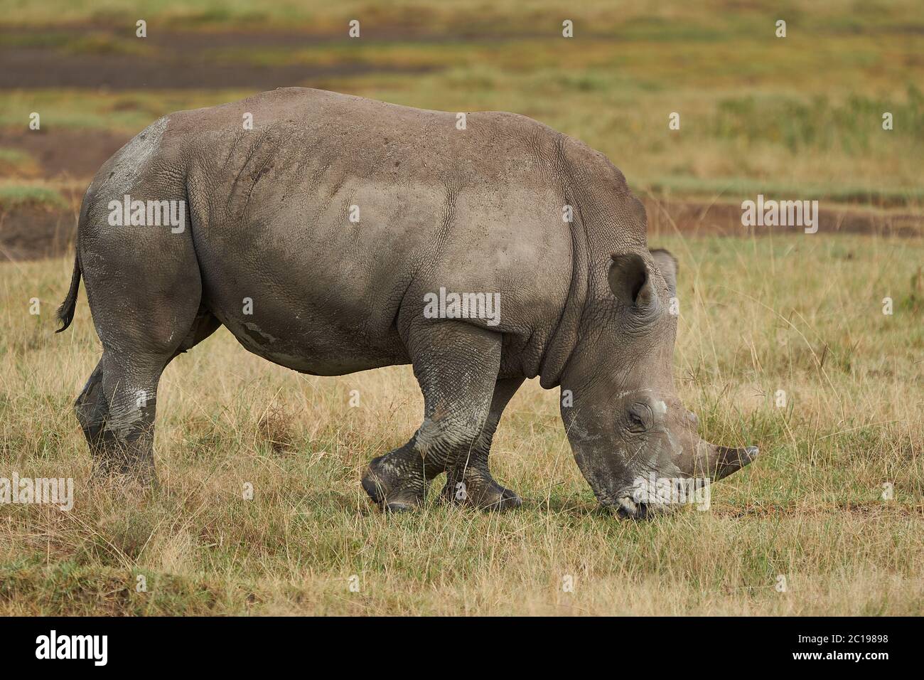 Rinoceronte bebé y madre rinocerontes con pájaro rinoceronte blanco