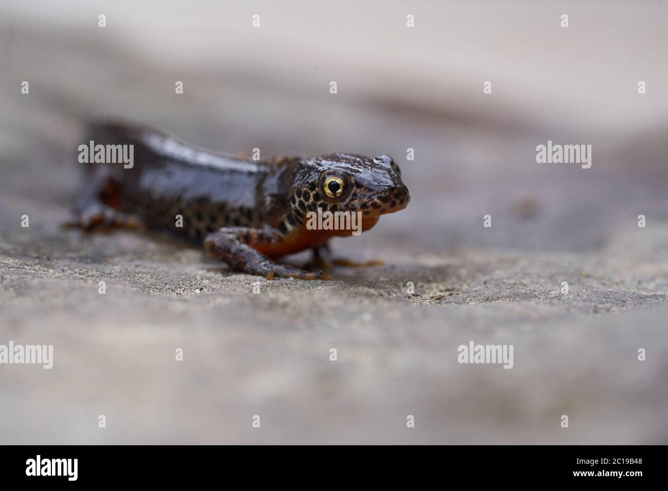 Alpino newt Ichthyosauria alpestris Amphibian Orange Belly Foto de stock