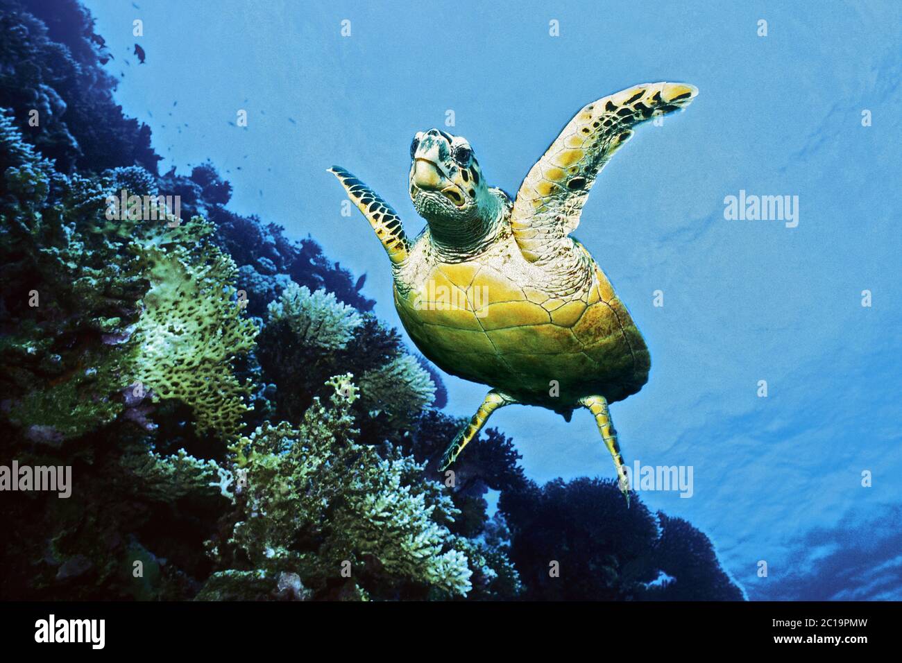 Tortuga carey - Eretmochelys imbricata Foto de stock