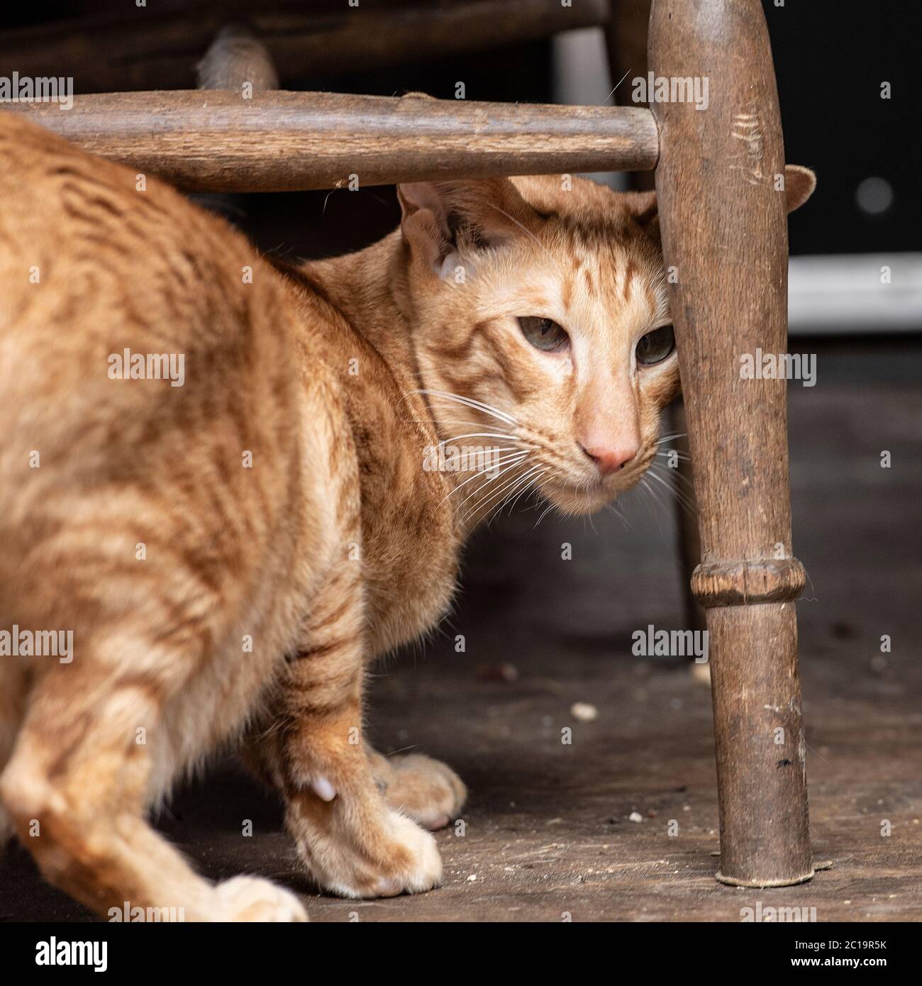gato de pelo corto oriental de topos rojos bajo una silla Foto de stock
