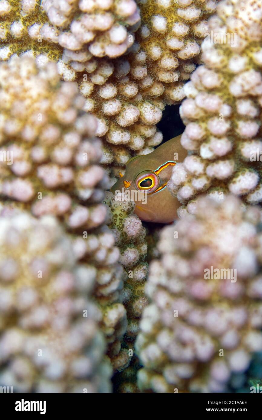 Pez espada de arco-ojo (escondido en coral) - Paracirrhitas arcatus Foto de stock