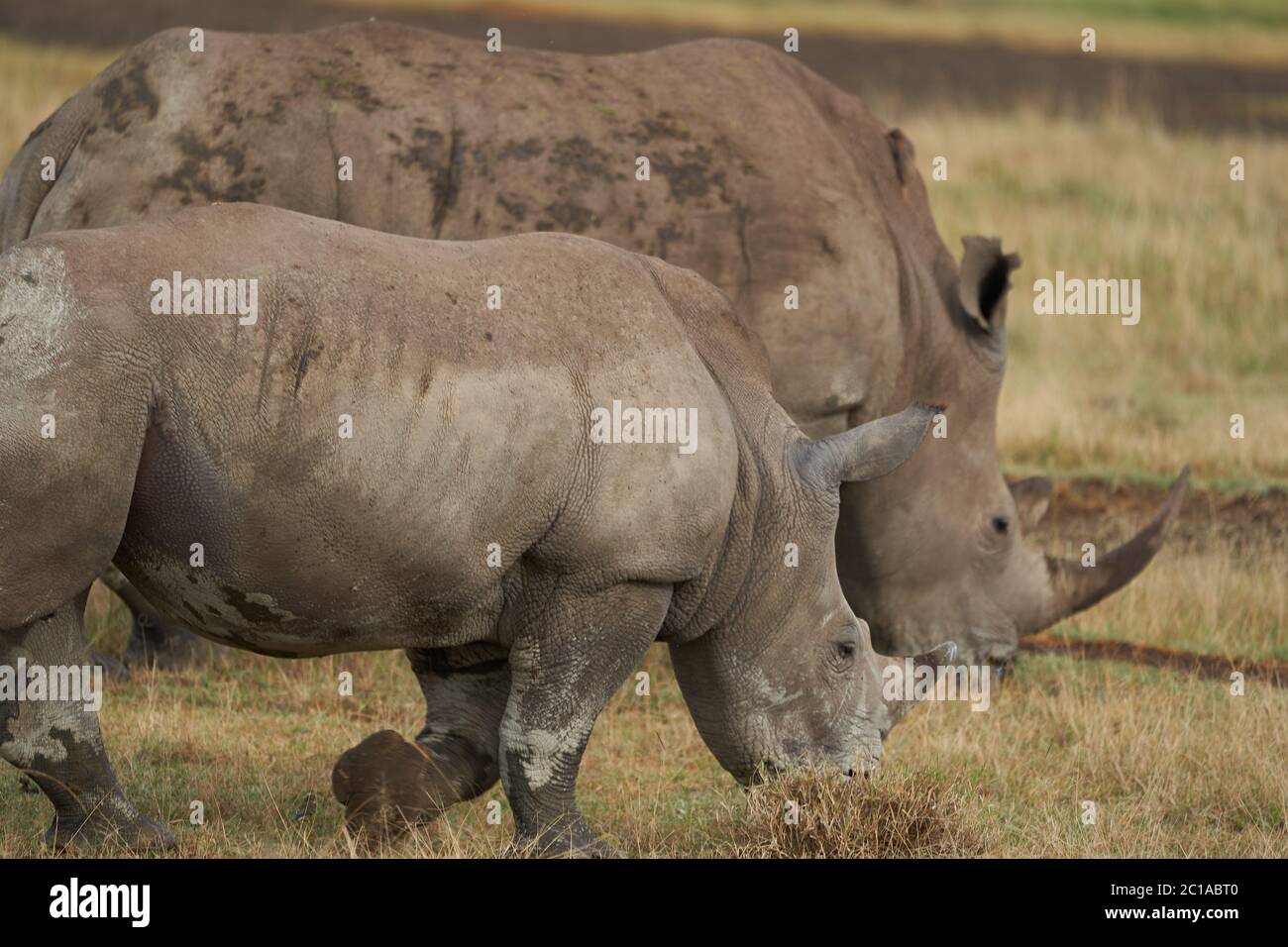 Rinoceronte bebé y madre rinocerontes con pájaro rinoceronte blanco