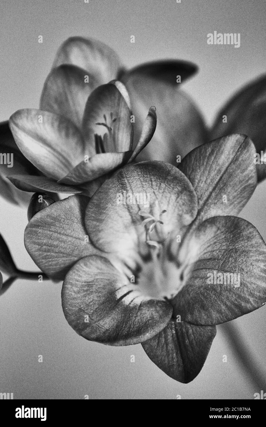 Fotografía de estudio de ramo de flores holandés en blanco y negro. Gerberas Fresias, Rosas, Carnación flores. Look clásico Foto de stock