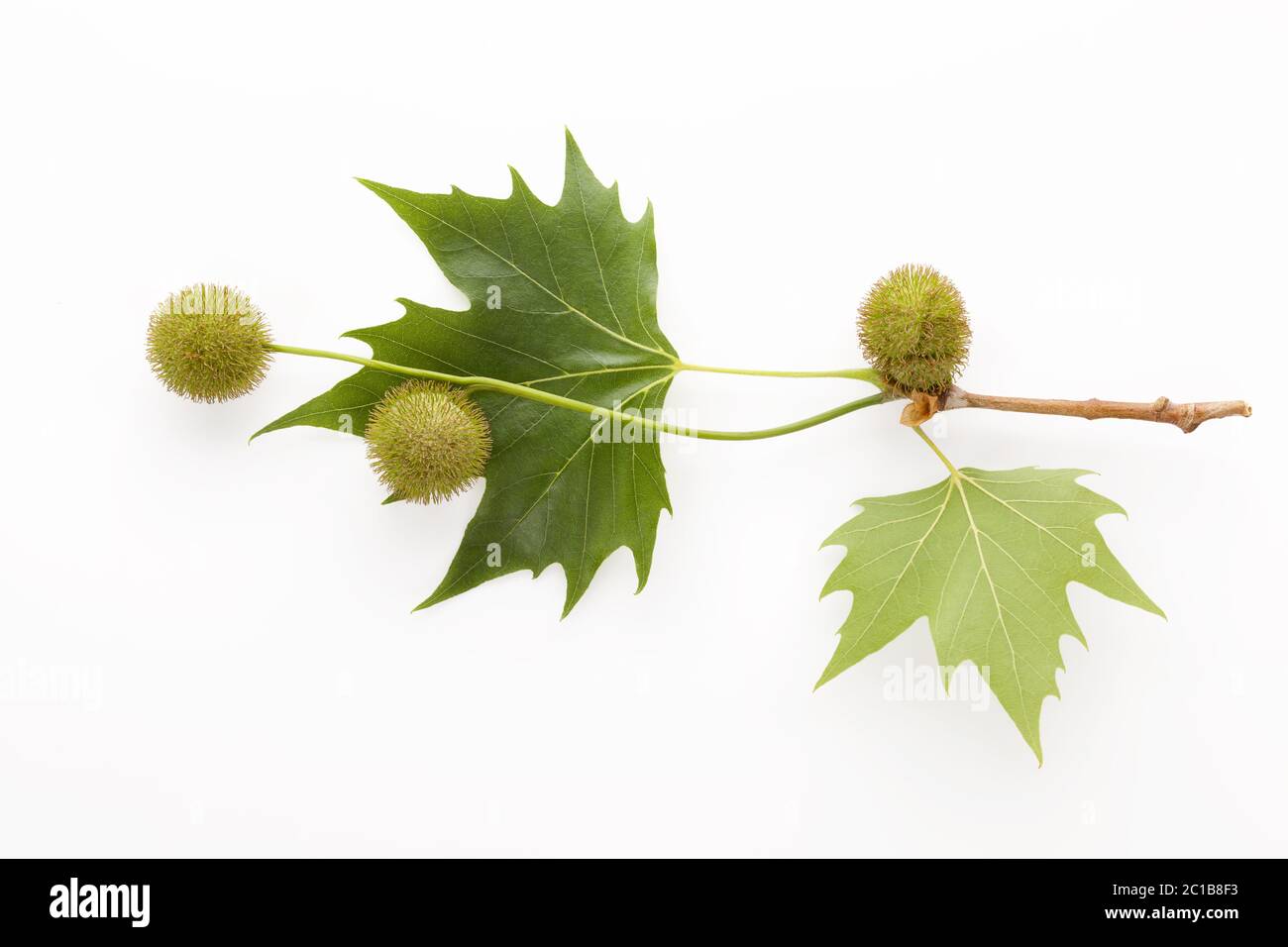 Platanus hojas y bayas Foto de stock
