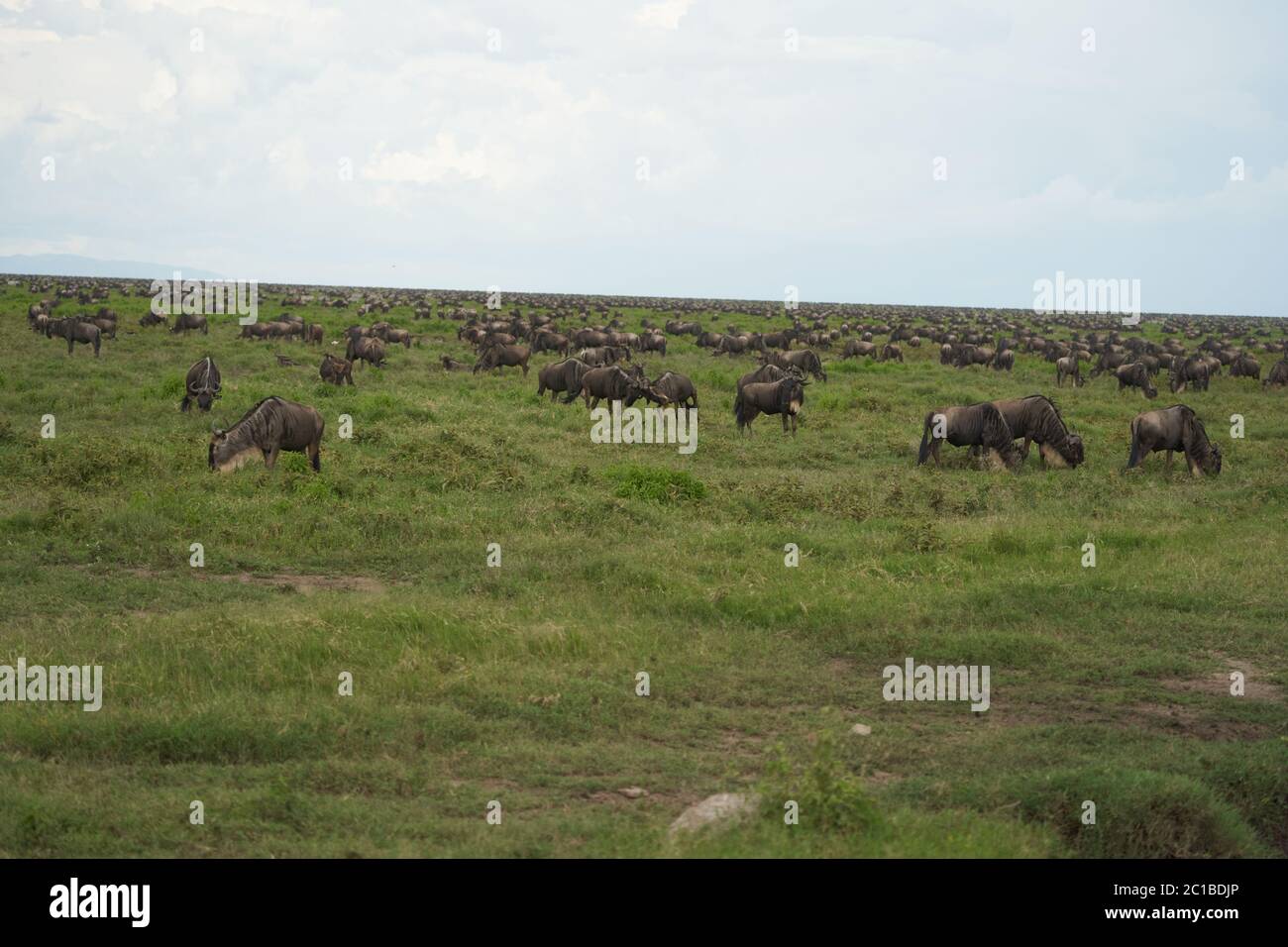 Gran migración Serengeti GNU Wildebeest Zebra Connochaetes taurinus Foto de stock