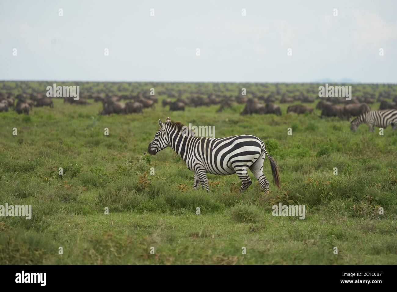 Gran migración Serengeti GNU Wildebeest Zebra Connochaetes taurinus Foto de stock