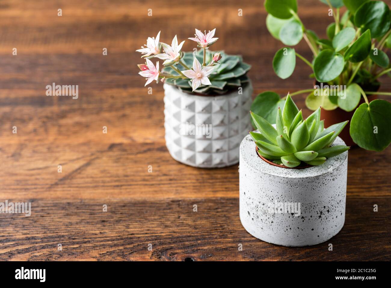 Plantas suculentas de cactus en macetas de hormigón sobre fondo de madera con espacio de copia para texto o diseño. Interior escandinavo con un florecimiento rústico Foto de stock