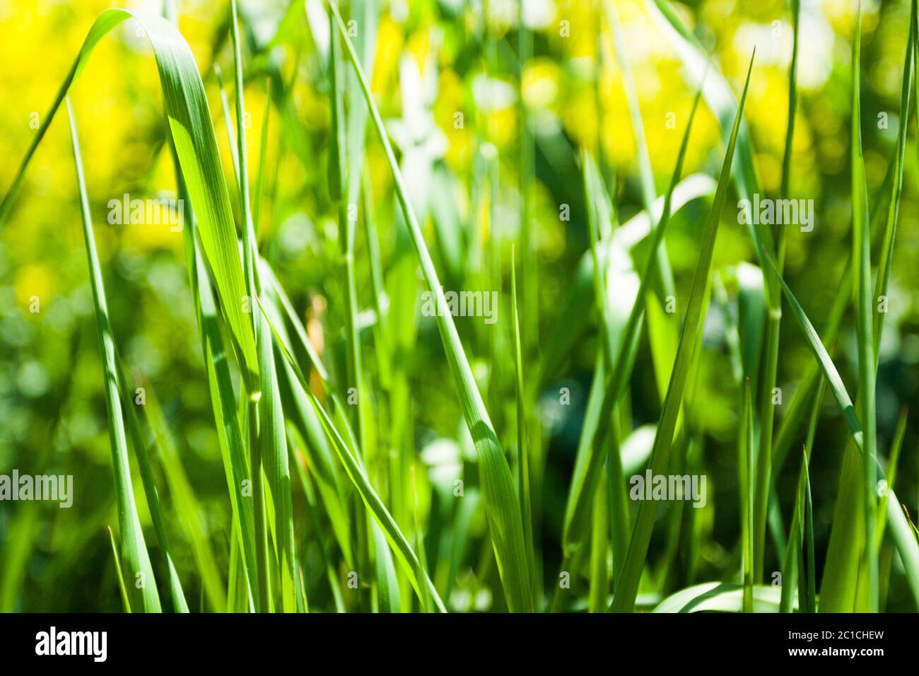Primeros planos de la hierba bajo el sol Foto de stock