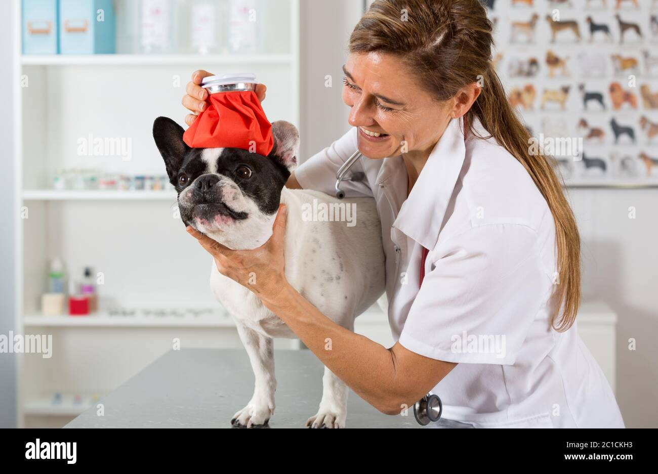 Bulldog francés con un frío y un veterinario colocar una bolsa de agua fría  en la cabeza Fotografía de stock - Alamy