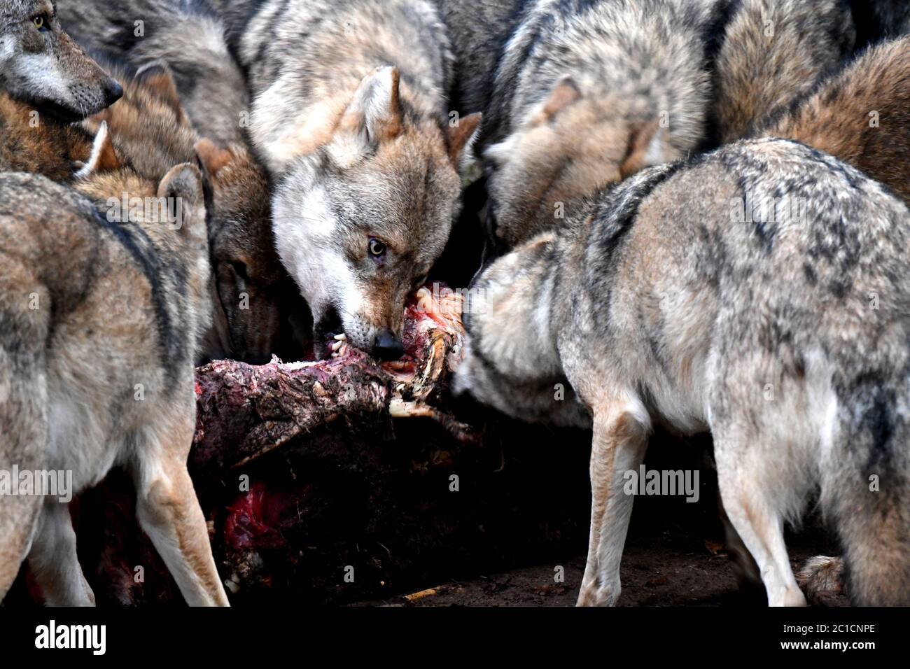 Wölfe *** local Caption *** Prey, Canine, Canis lupus, lobo europeo, lobos  que comen, celos, lobo gris, lobo gris, perrito, Isegrimm, depredador,  preda Fotografía de stock - Alamy
