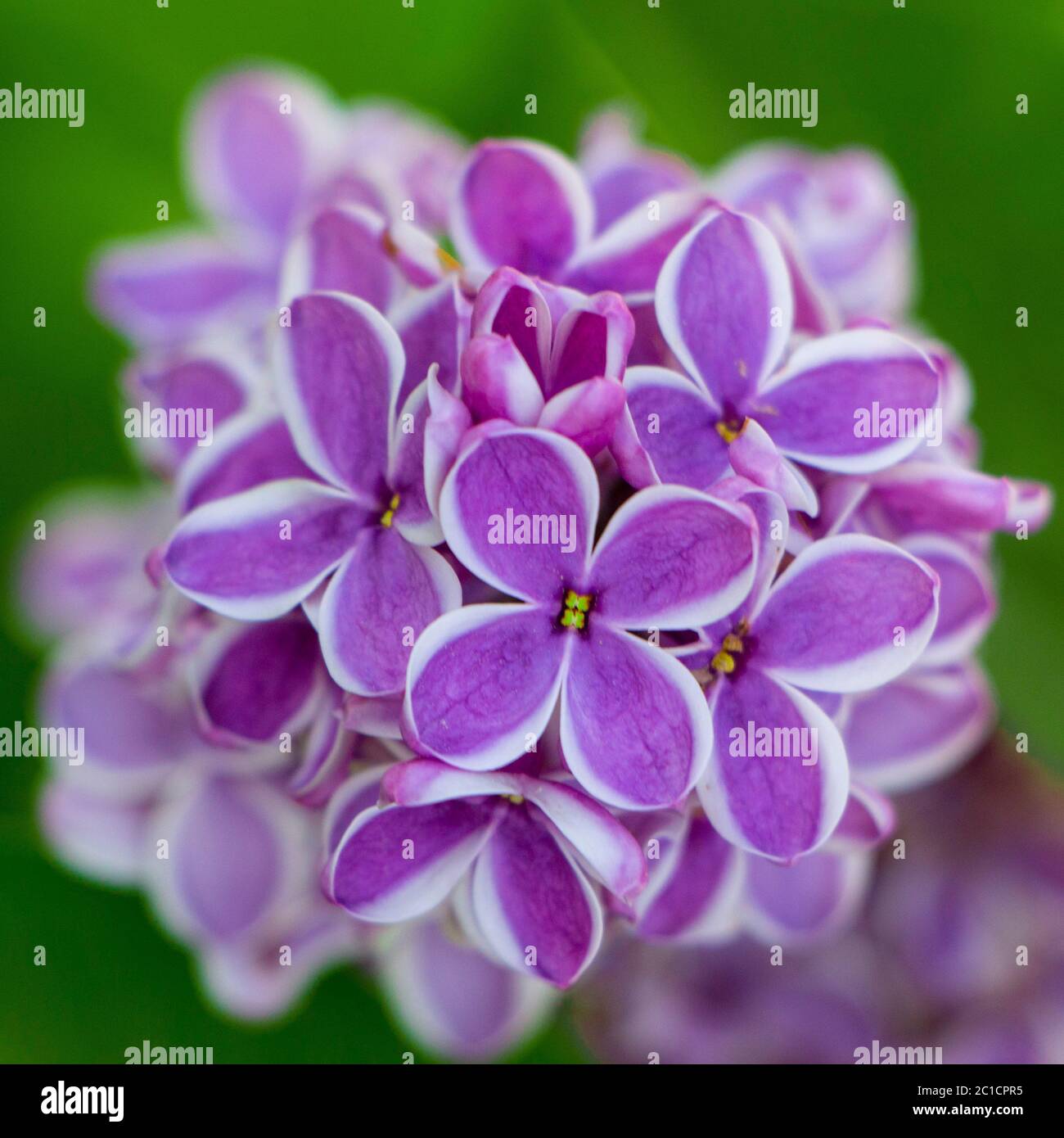 color pastel tierno fondo floral natural de flores lilas Fotografía de  stock - Alamy