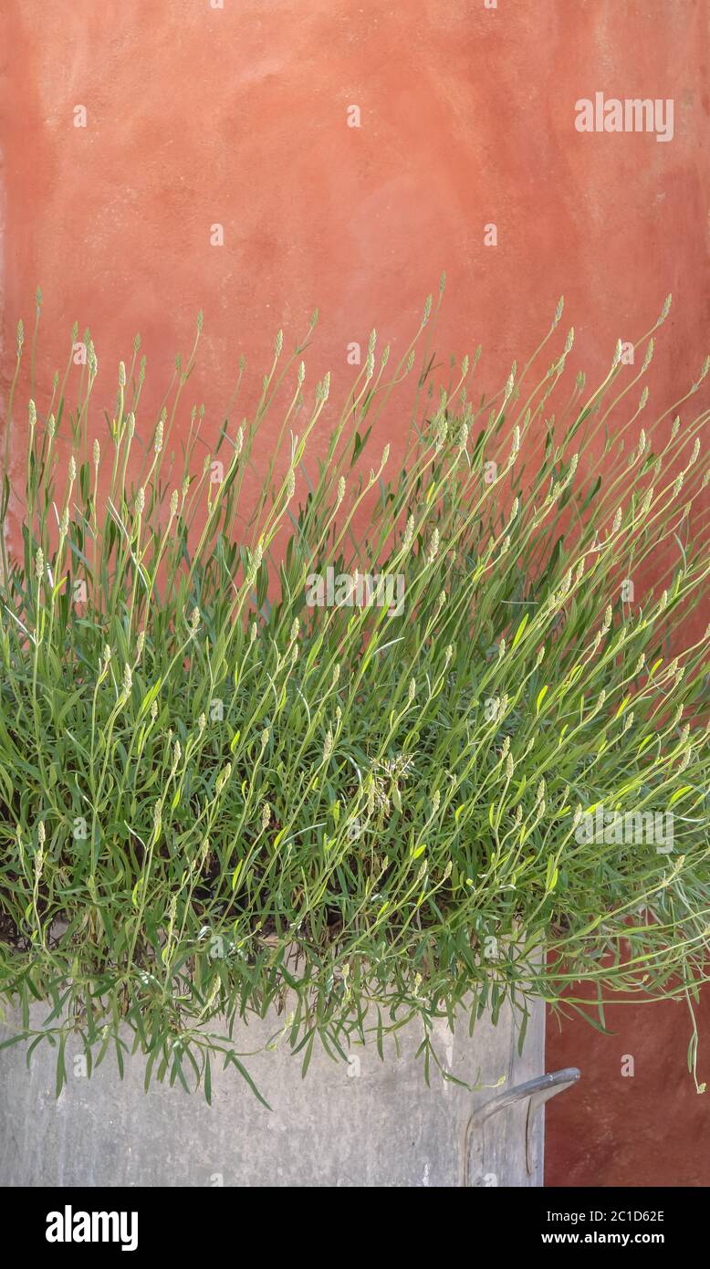 Arbusto de lavanda en frente de la pared de la casa roja en Villars pueblo, Provenza, Francia Foto de stock
