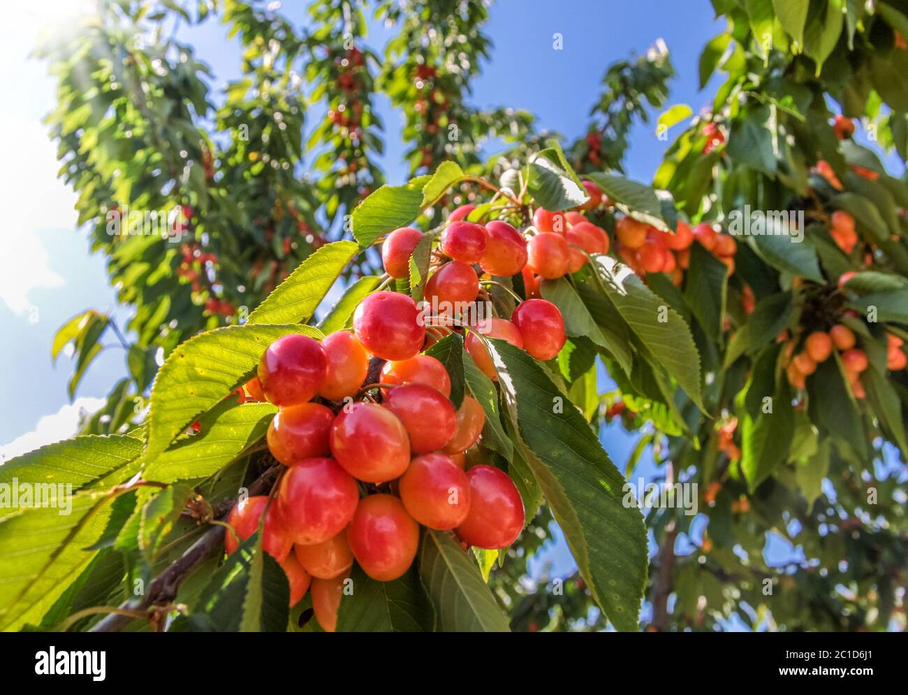 Cerezas jugosas y maduras en el cerezo en el pueblo de Villars en Provenza, Francia Foto de stock