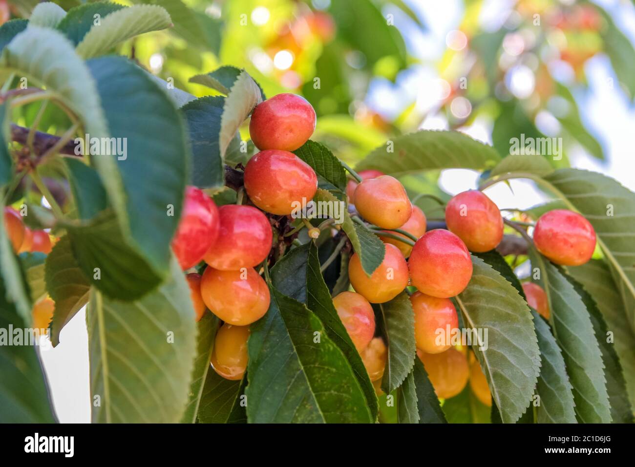 Cerezas jugosas y maduras en el cerezo en el pueblo de Villars en Provenza, Francia Foto de stock