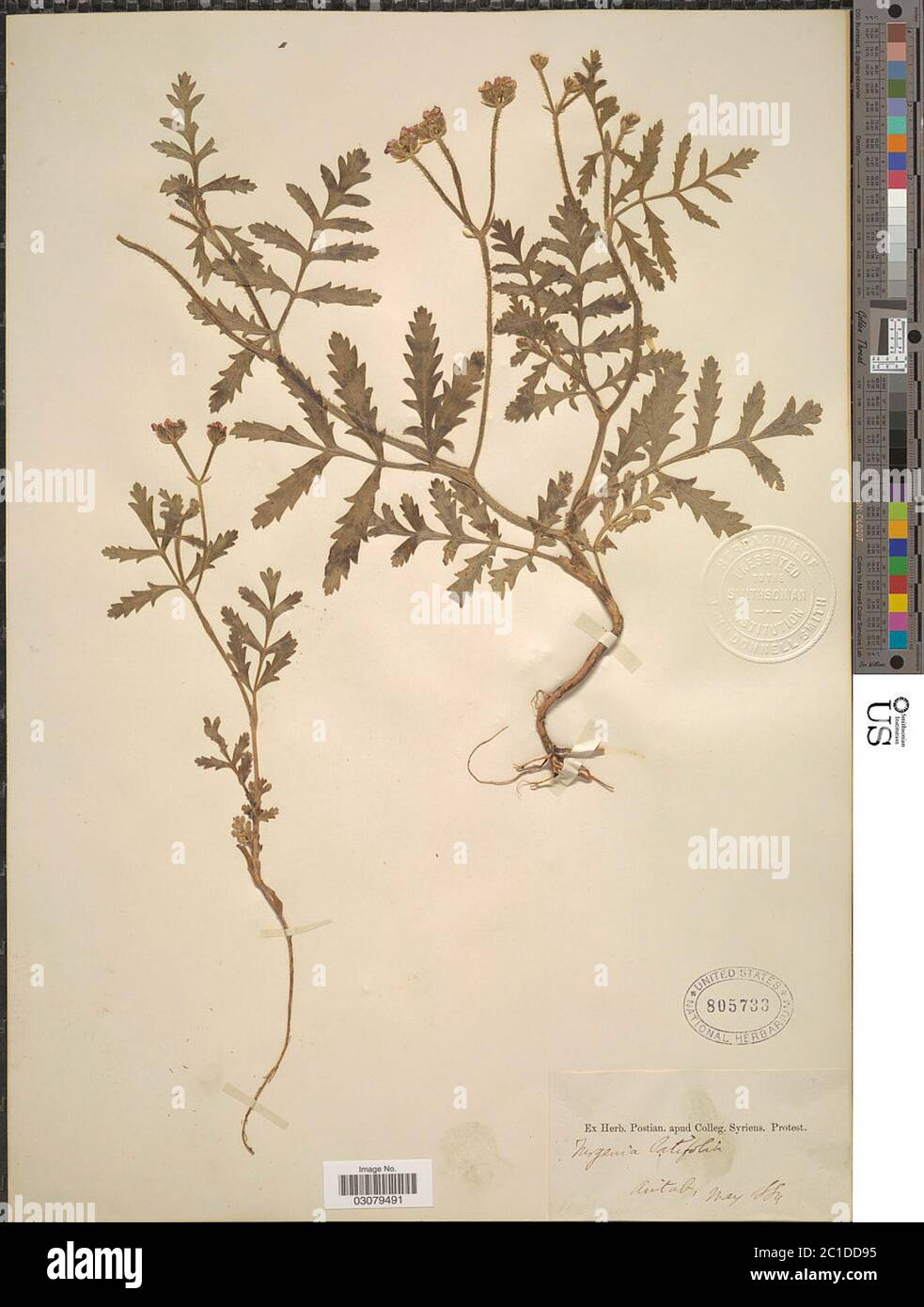 Turgenia latifolia fotografías e imágenes de alta resolución Alamy