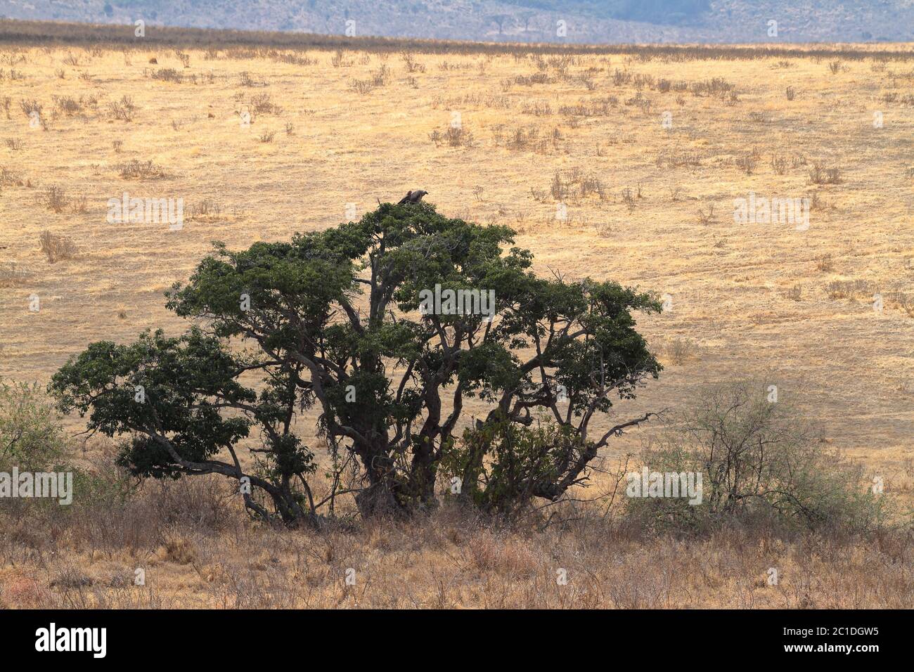 La sabana del Serengeti en Tanzania Foto de stock