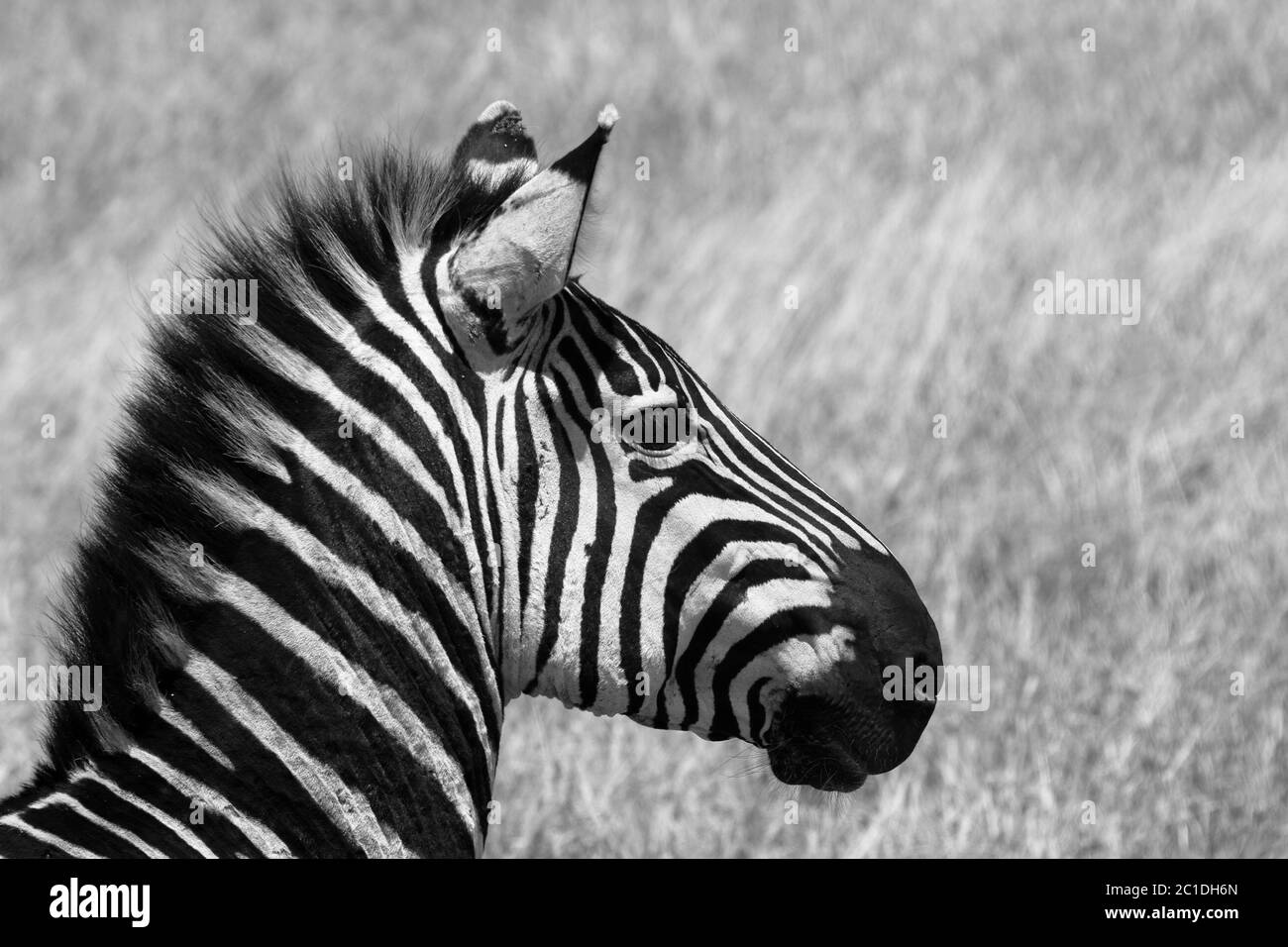 Cebras en la sabana de Serengeti Foto de stock