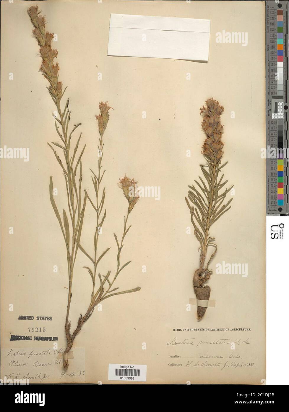 Liatris punctata gancho Liatris punctata gancho. Foto de stock