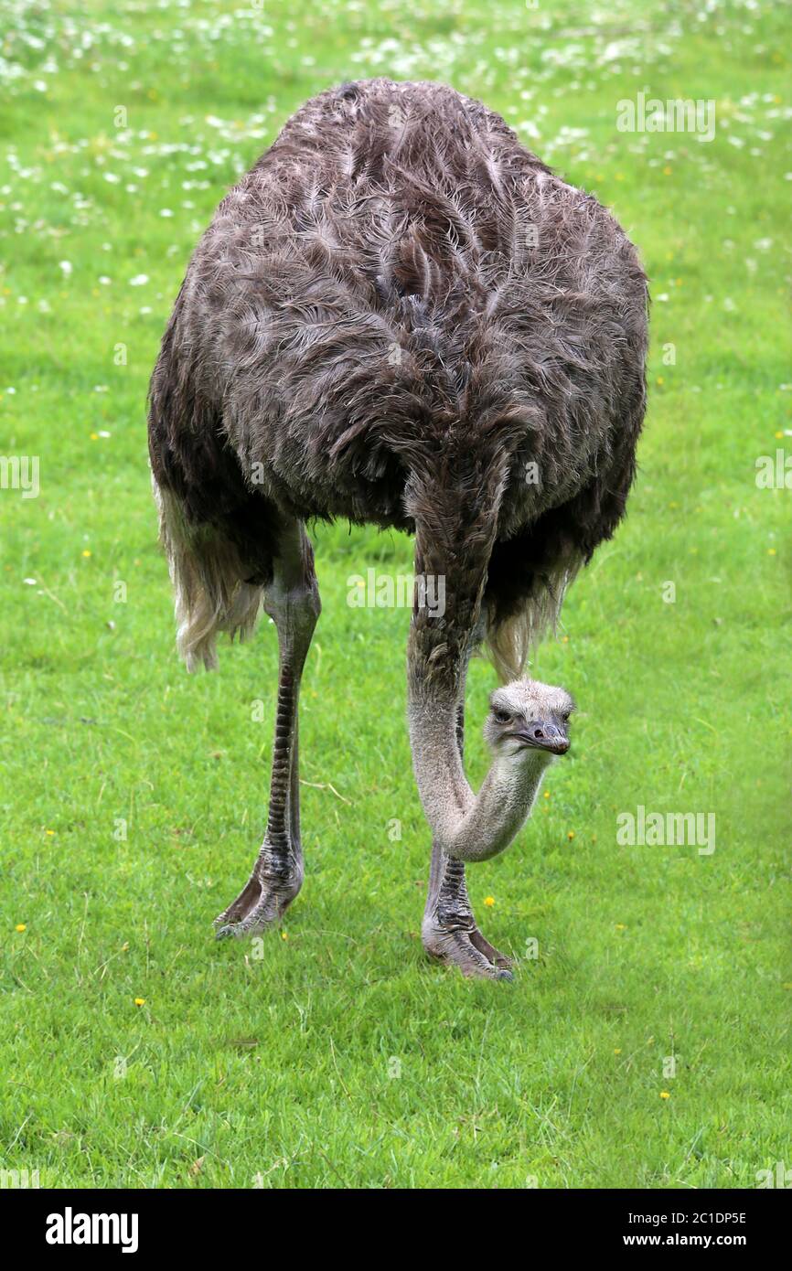 avestruz africano struthio camelus frontal Foto de stock