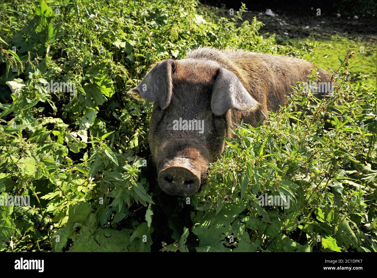 Gran cerdo doméstico en pastos en los Alpes Tiroleses Foto de stock