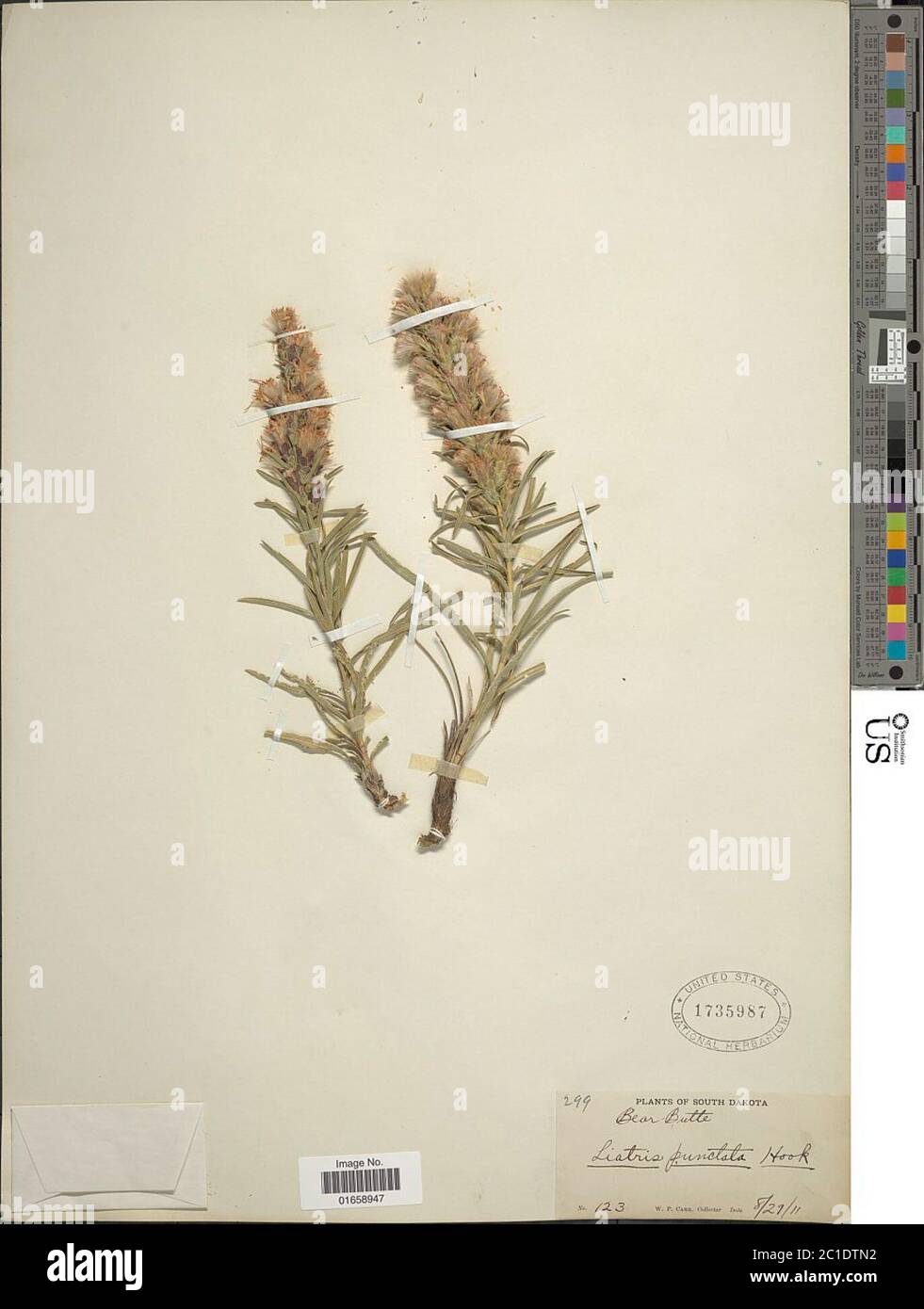 Liatris punctata gancho Liatris punctata gancho. Foto de stock