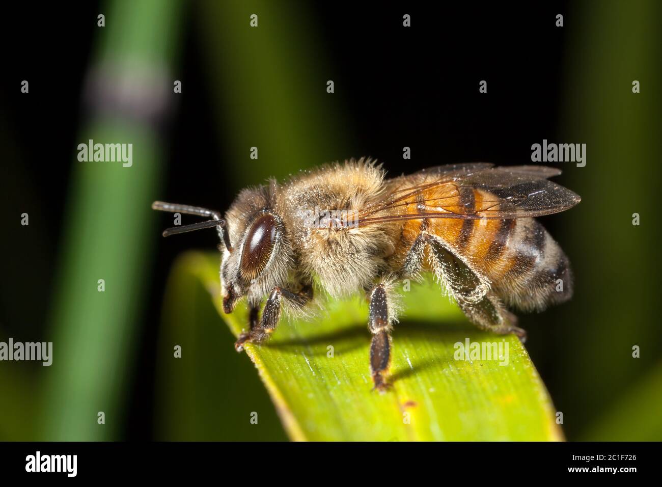 APIs mellifera abeja de miel occidental europea en hoja Foto de stock
