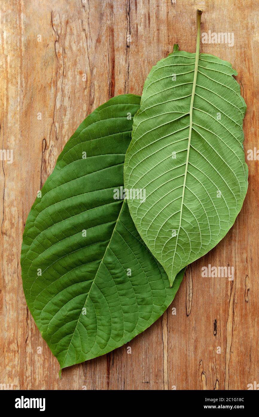 Kratom hojas sanas. Foto de stock