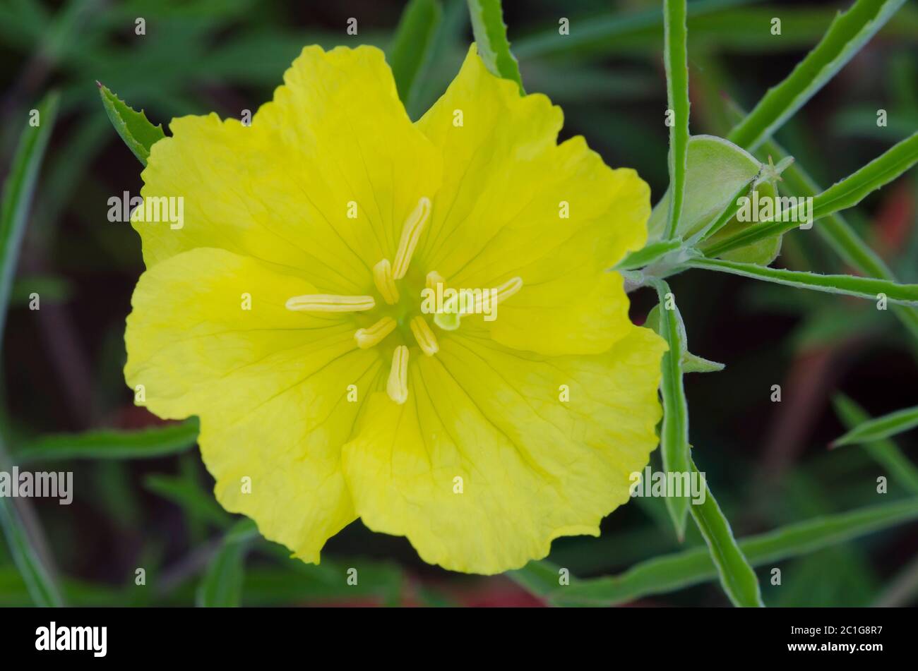 Sundrops, Oenothera sp. Foto de stock