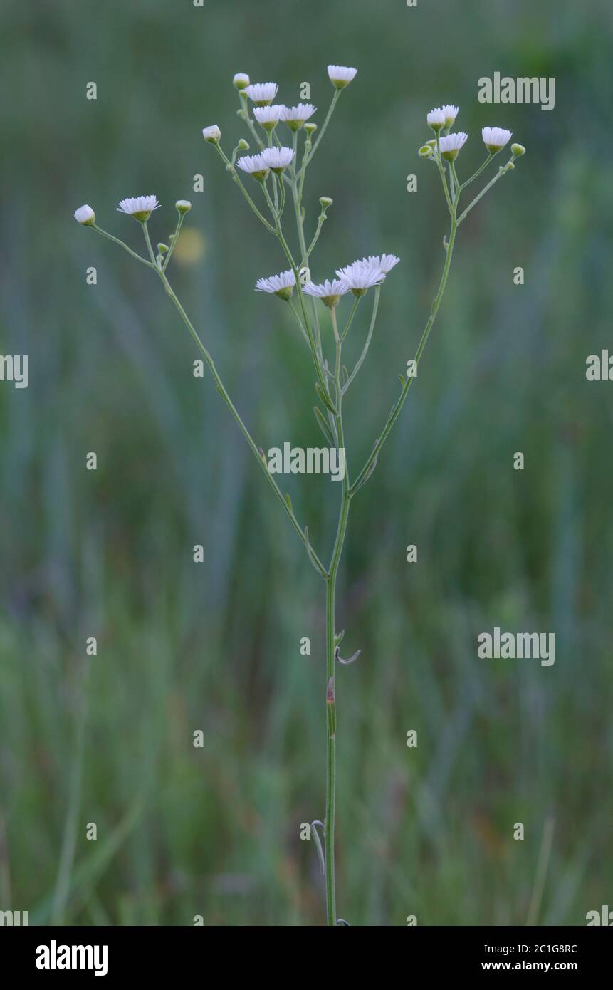 Fleabane, Erigeron sp. Foto de stock