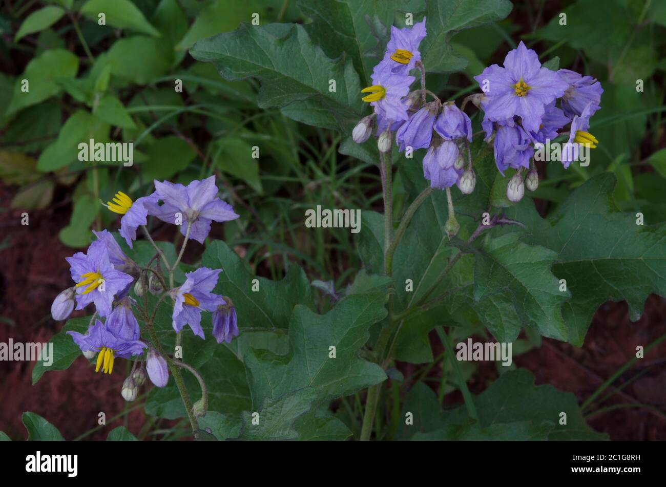 Sombra nocturna, Solanum sp. Foto de stock