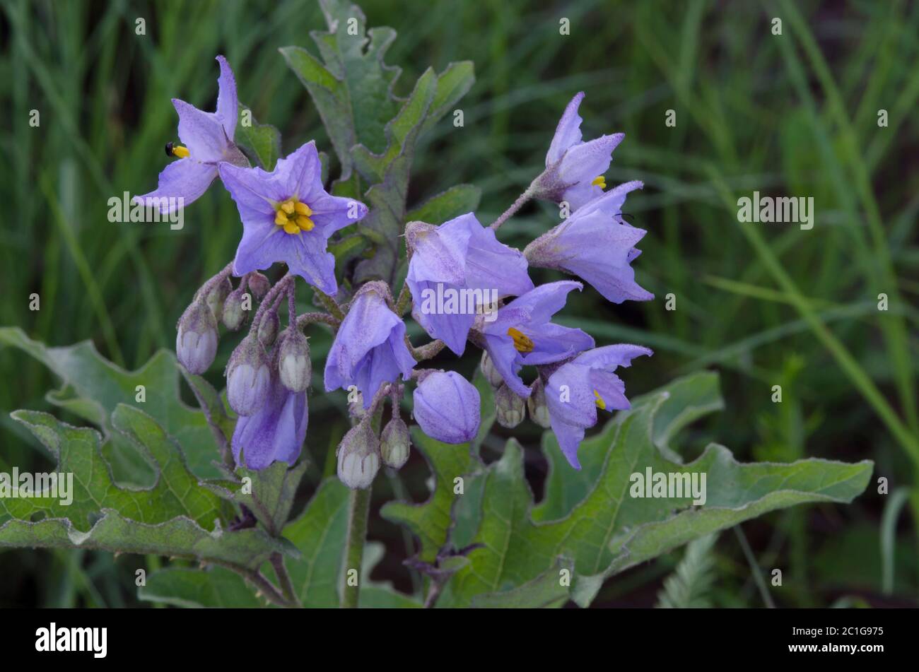 Sombra nocturna, Solanum sp. Foto de stock