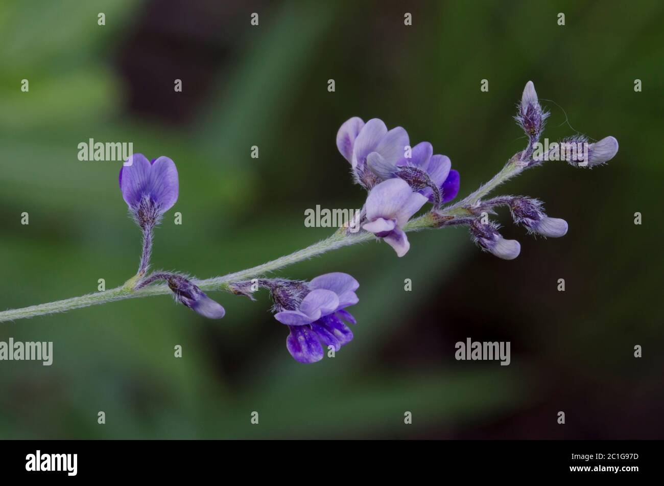 Slimflower Scurfpea, Psoralidium tenuiflorum Foto de stock