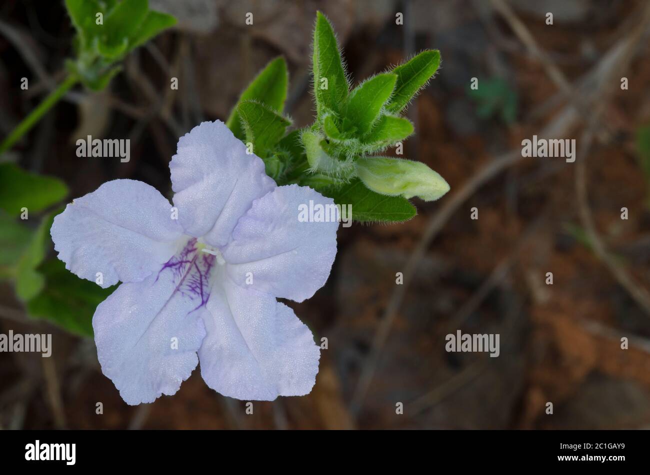 Petunia silvestre, Ruellia sp. Foto de stock