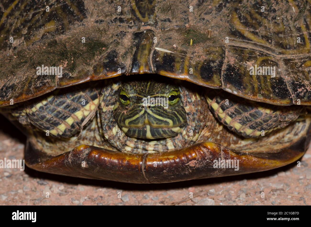 De orejas rojas, Trachemys scripta elegans Foto de stock