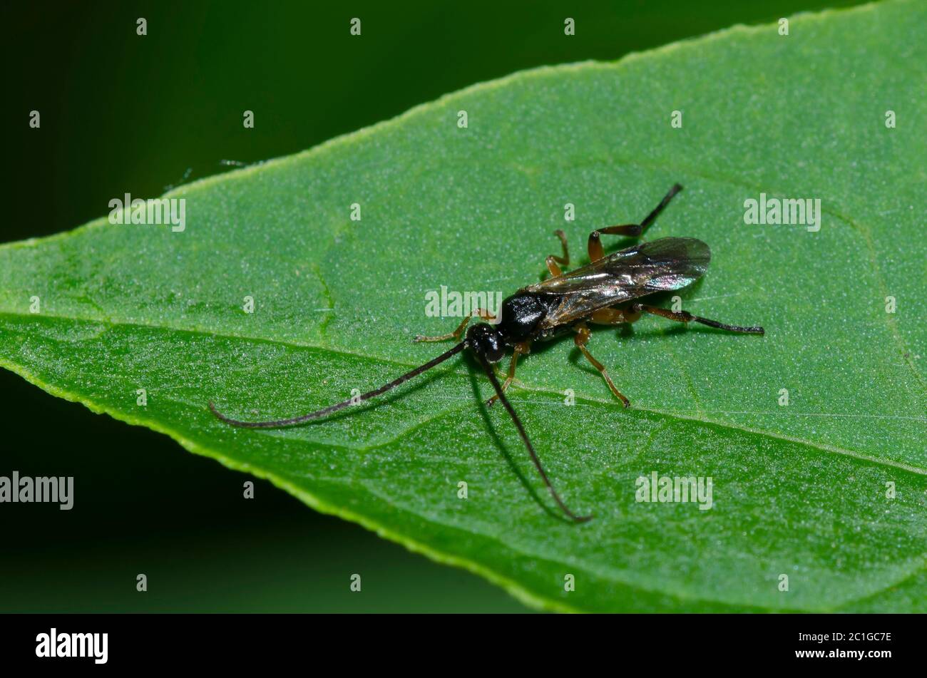Braconid Wasp, Superfamilia Ichneumonoidea Foto de stock