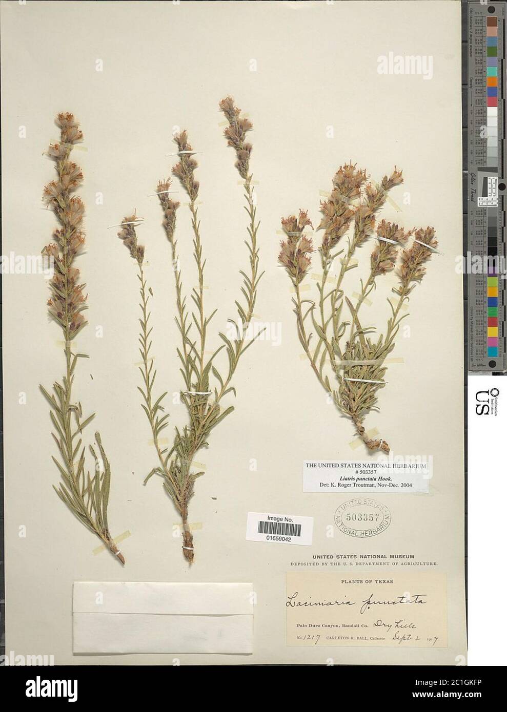 Liatris punctata gancho Liatris punctata gancho. Foto de stock