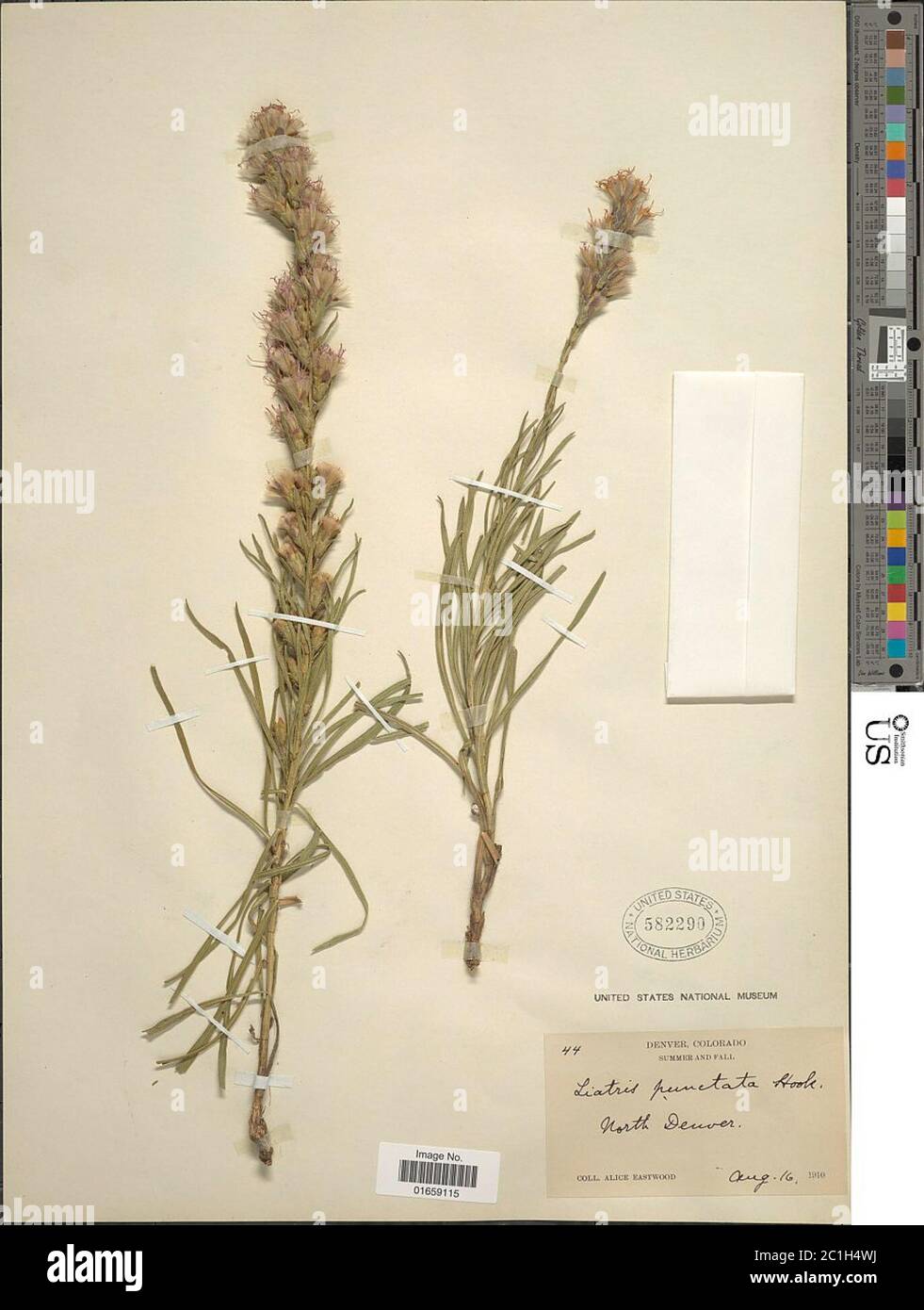 Liatris punctata gancho Liatris punctata gancho. Foto de stock