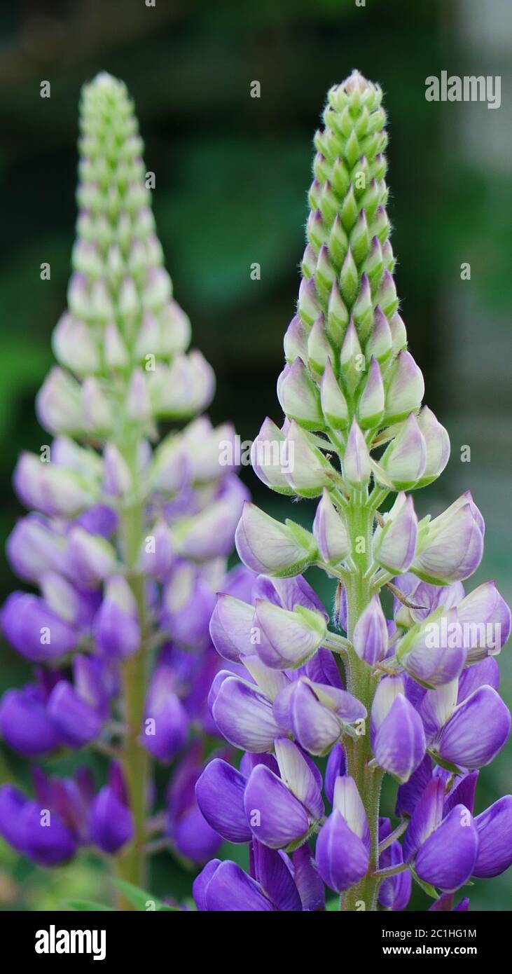 Altas espigas de flores moradas fotografías e imágenes de alta resolución -  Alamy