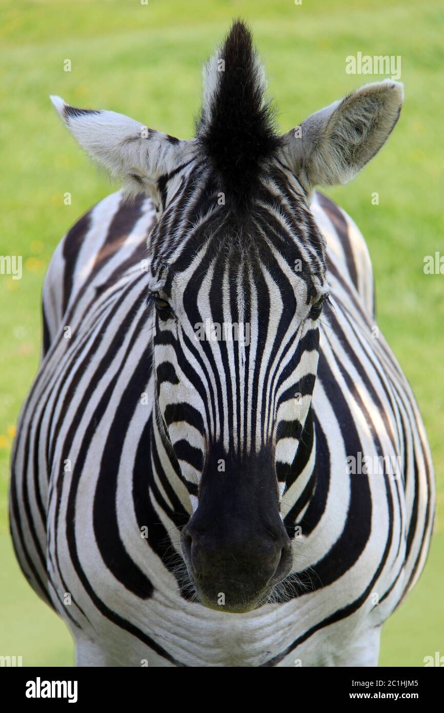 Steppenzebra Equus quagga frontal Foto de stock